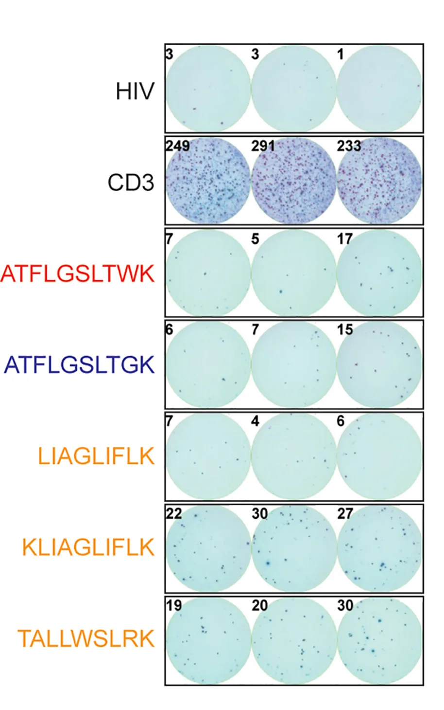 Open access visualization of Microscopy, HLA-A*11:01 Transgenic Mice, Immunization, Peptides, Splenocytes