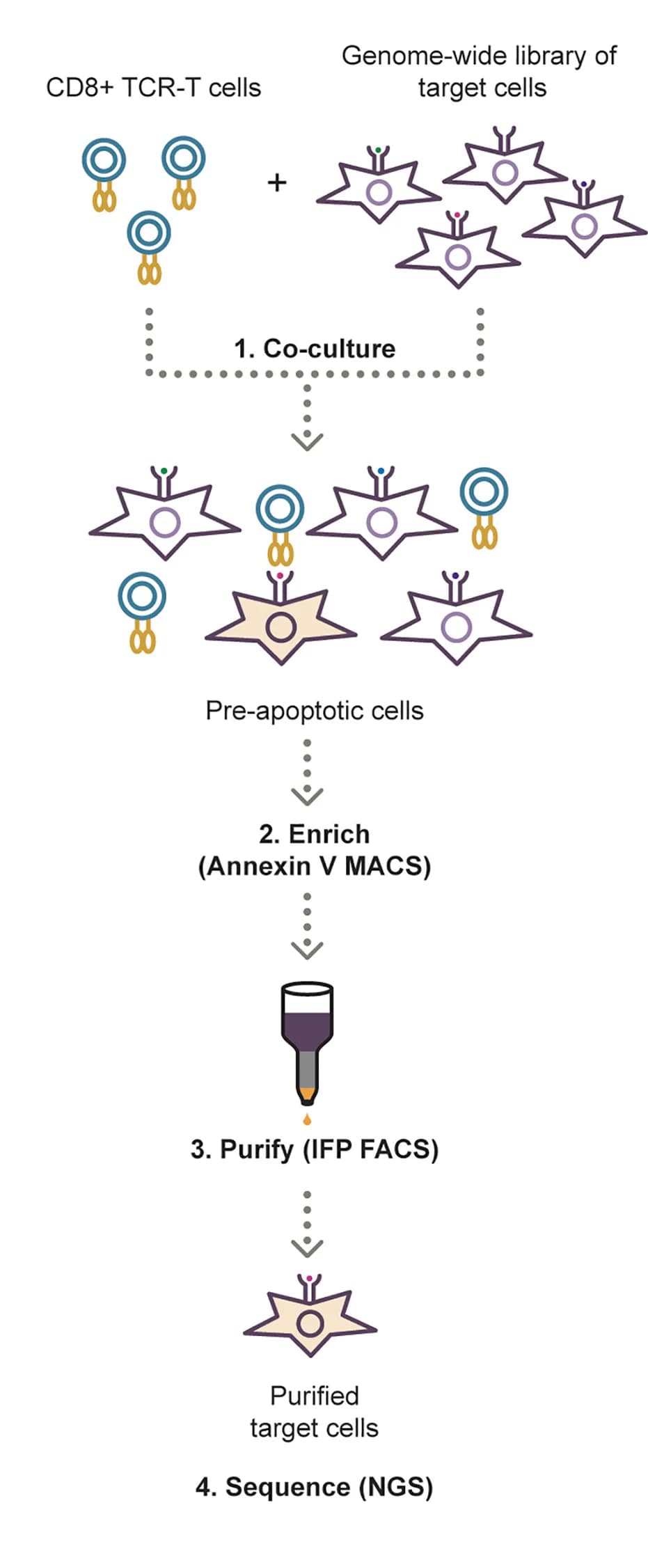 Open access visualization of Workflow, Flowchart, Illustration, T-Scan, Antigen Discovery