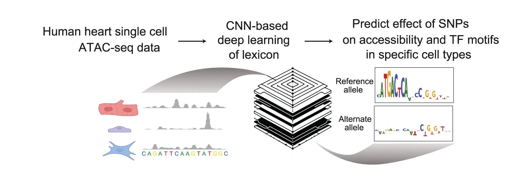Open access visualization of Workflow, Line Plot, Illustration, Deep Learning Models, Alternate Alleles