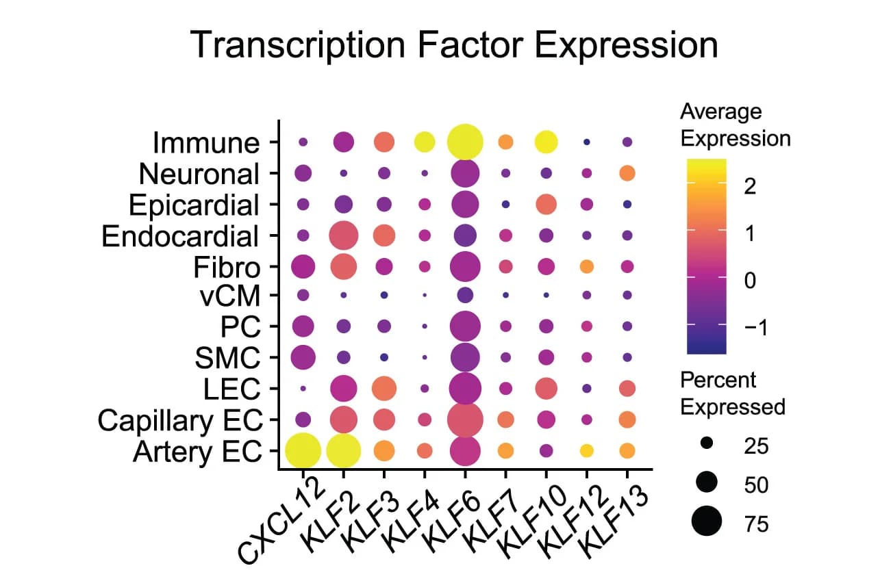 Open access visualization of Bubble Plot, Fetal Heart scRNA-seq, CXCL12, KLFs