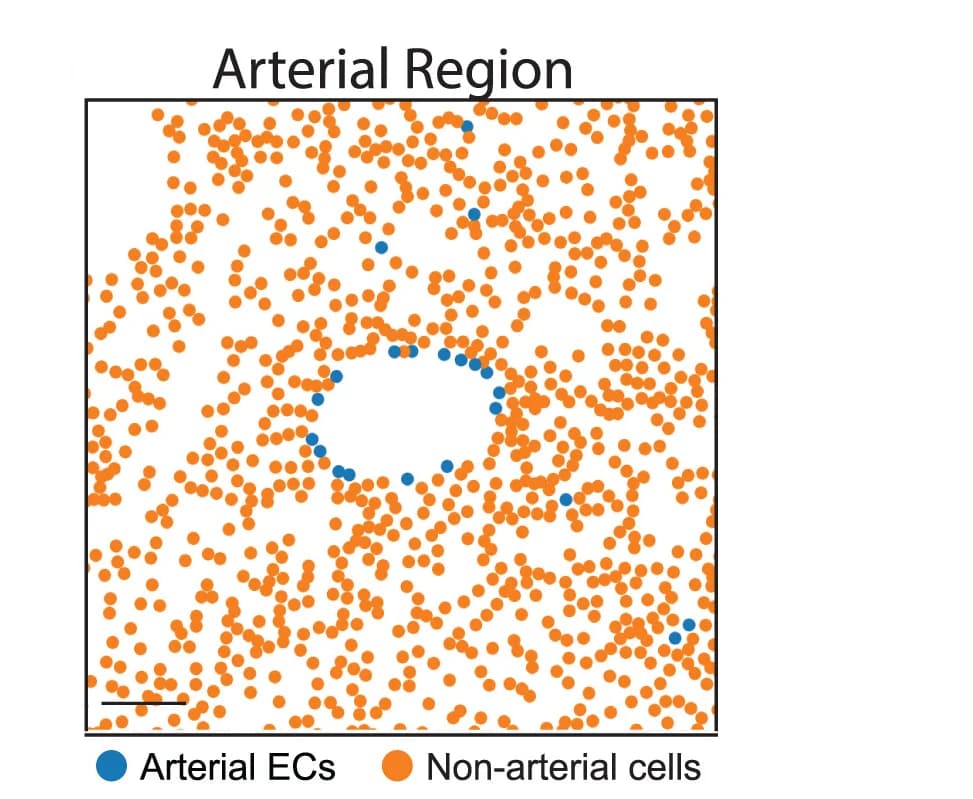 Open access visualization of Scatter Plot, Artery ECs, MERFISH, CXCR4, CXCL12