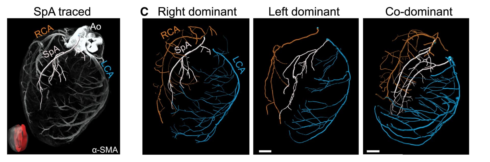 Open access visualization of 3D Plot, SpA Tracing, Z Stack, Coronary Arteries
