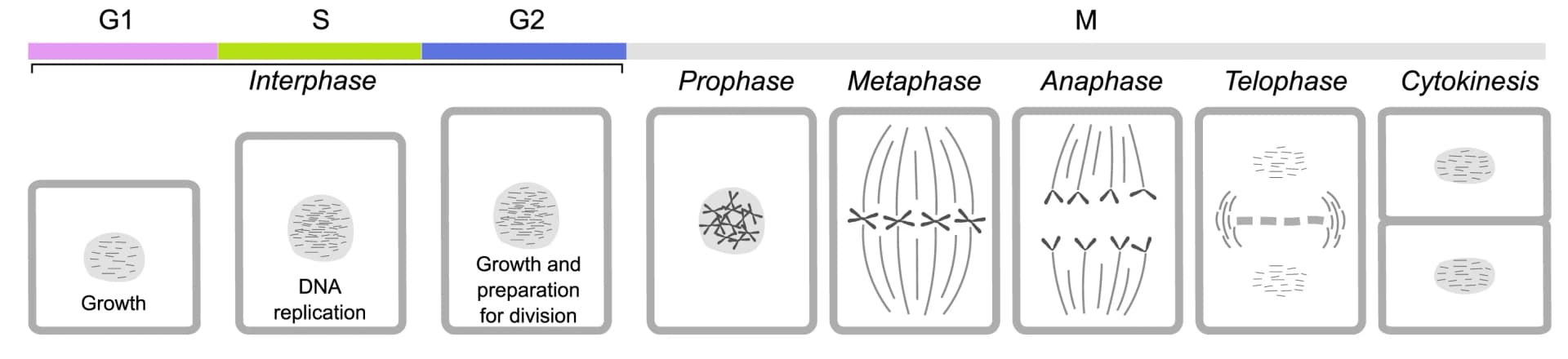 Open access visualization of Workflow, Illustration, Cell Cycle, Mitosis