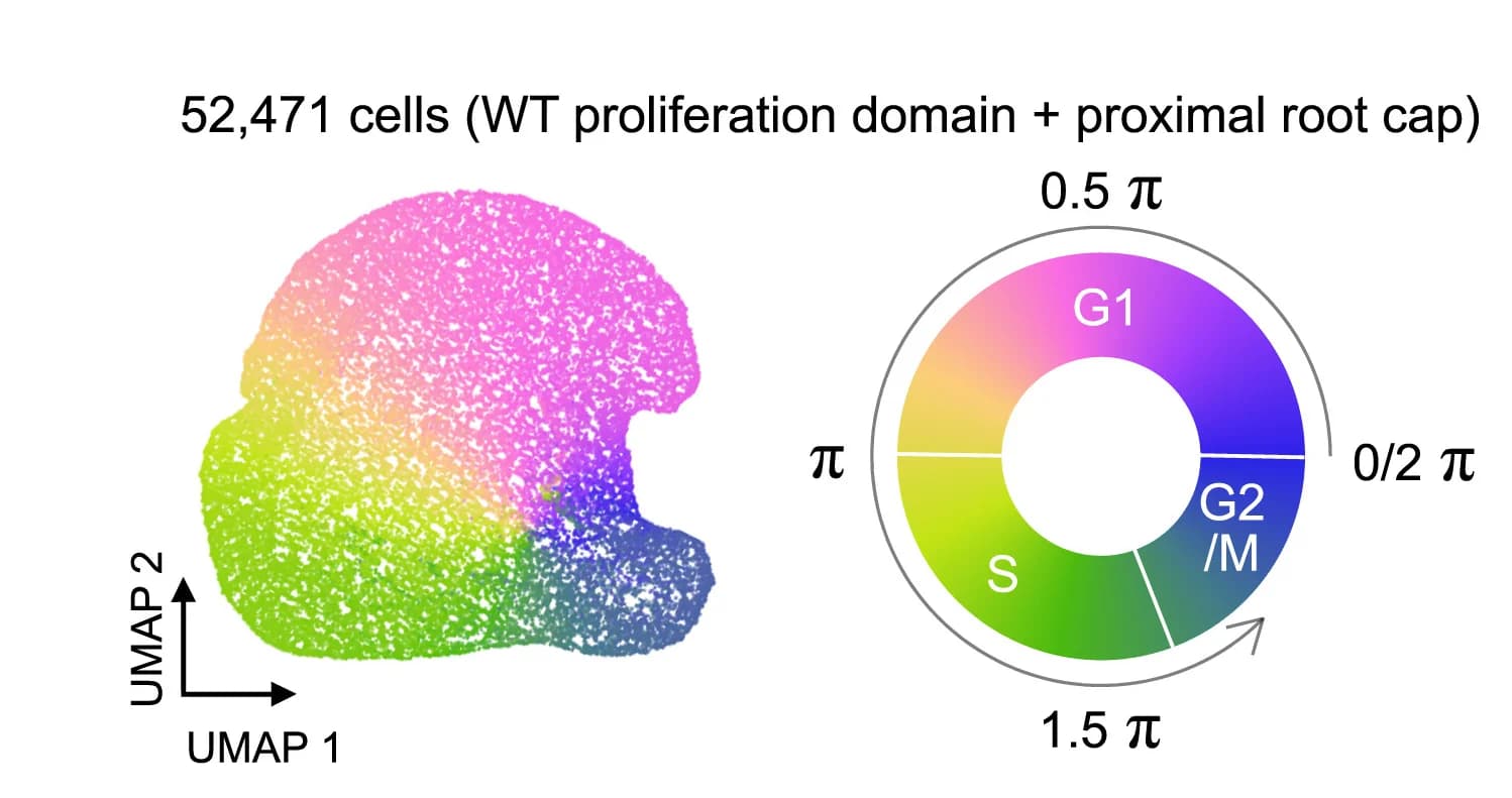 Open access visualization of UMAP, Donut Chart, Proliferation Domain, Root Cap Cells, Cell Cycle