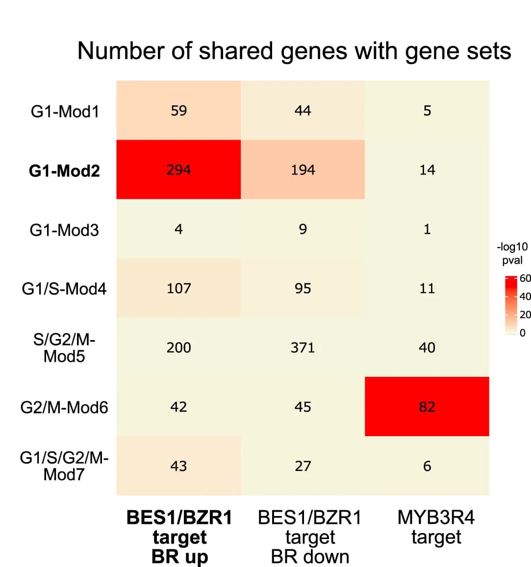 Open access visualization of Heatmap, Brassinosteroid, BES1, BZR1, MYB3R4