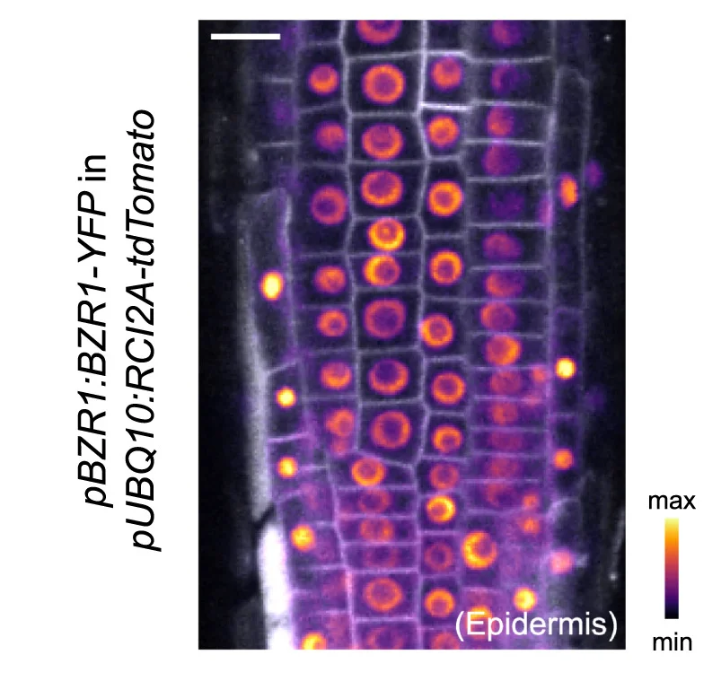 Open access visualization of Microscopy, BZR1-YFP, Plasma Membrane Marker, pUBQ10:RCI2A:tdTomato