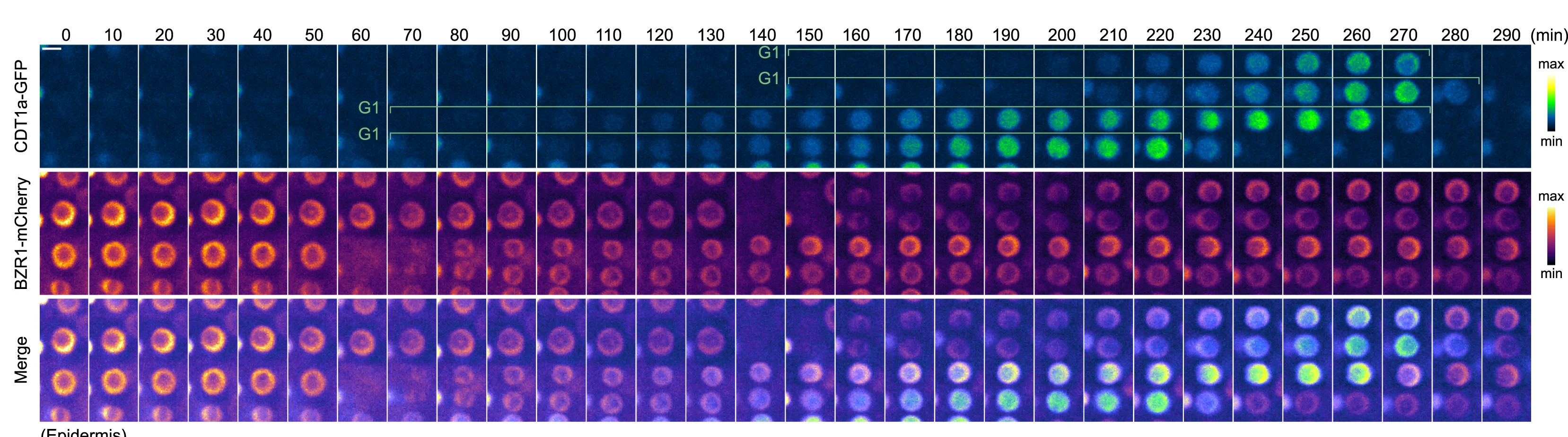 Open access visualization of Microscopy, Confocal Imaging, Roots, pBZR1:BZR1-YFP, G1 Phase Marker