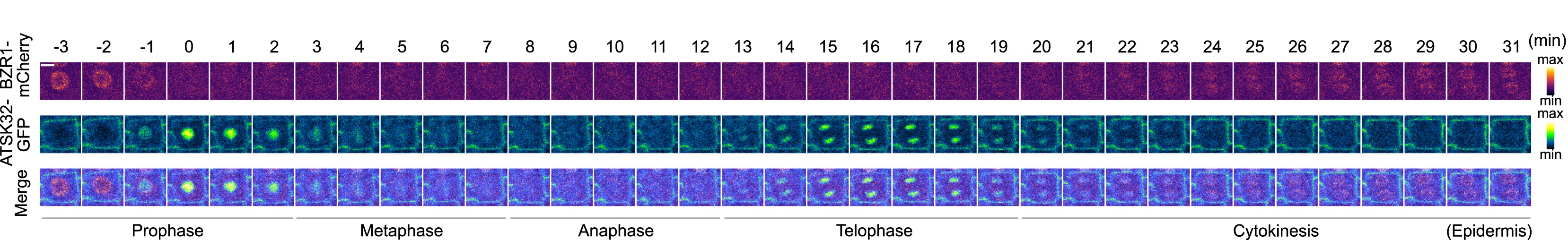 Open access visualization of Microscopy, BZR1-mCherry, ATSK32-GFP, Mitosis, Root Epidermal Cells