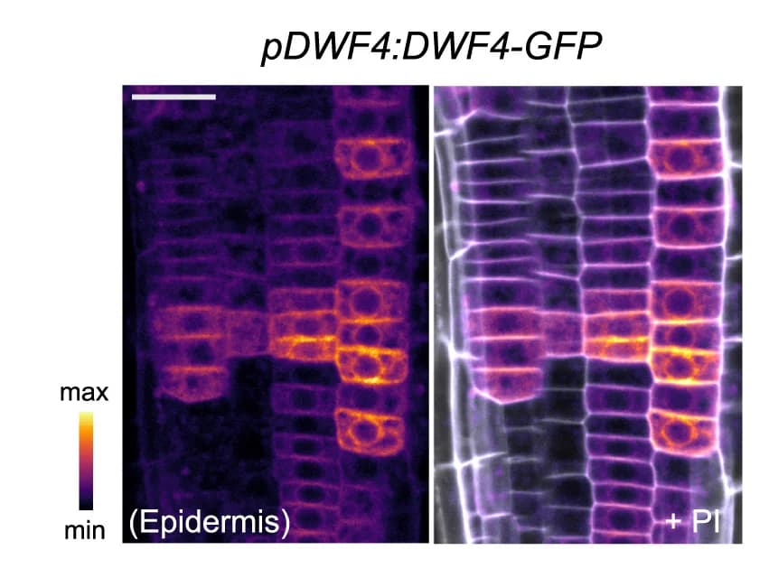 Open access visualization of Microscopy, DWF4-GFP Enzyme, Promoter, Cell Walls, Propidium Iodide