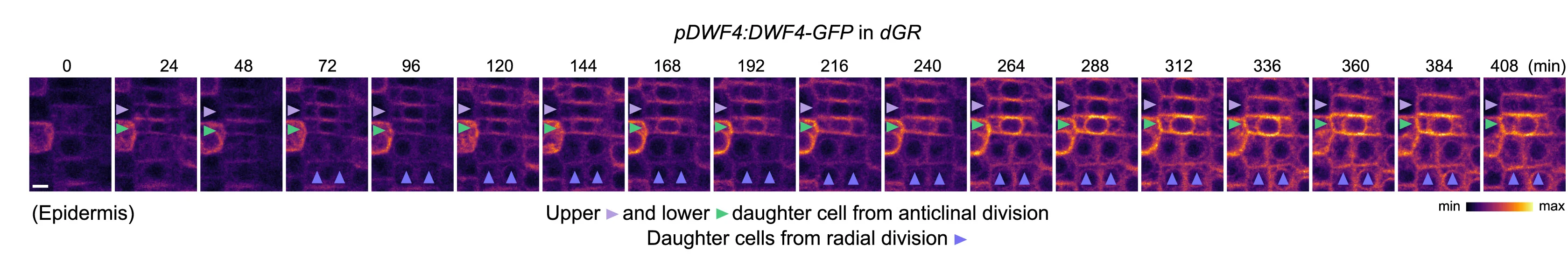 Open access visualization of Microscopy, Confocal Imaging, DWF4-GFP, Dexamethasone Induction, Cell Divisions