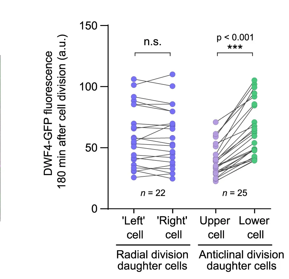 Open access visualization of Scatter Plot, Line Plot, DWF4-GFP Signal, Daughter Cells, Radial Division