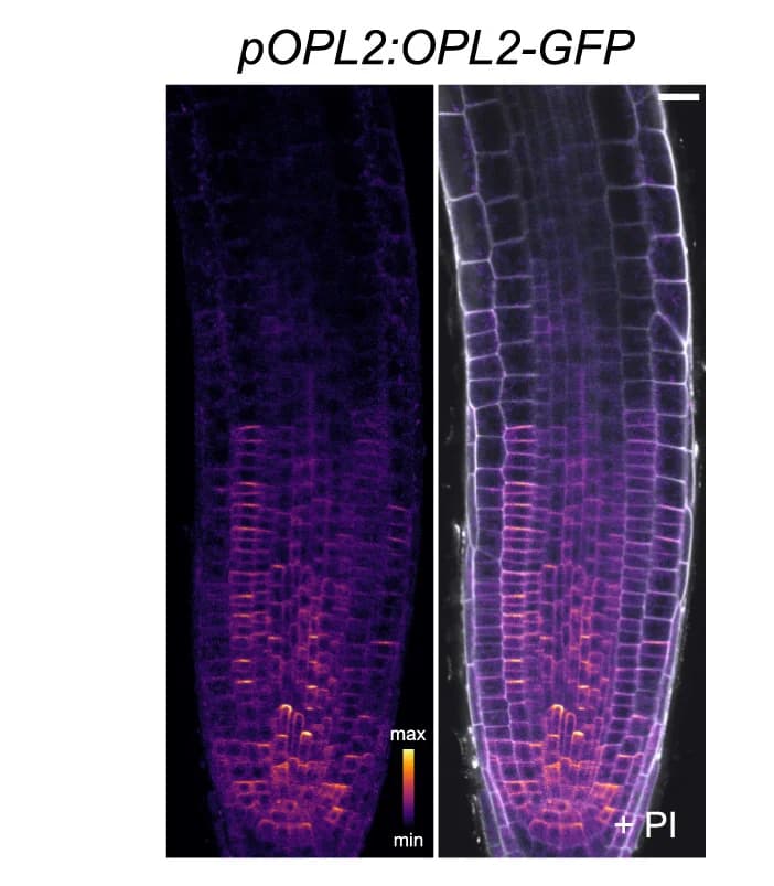 Open access visualization of Microscopy, OPL2-GFP, Root Meristem, Propidium Iodide