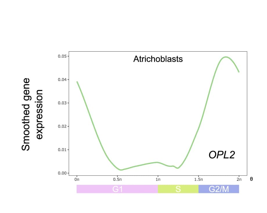 Open access visualization of Line Plot, OPL2, Atrichoblast Cells, Proliferation Domain, Cell Cycle