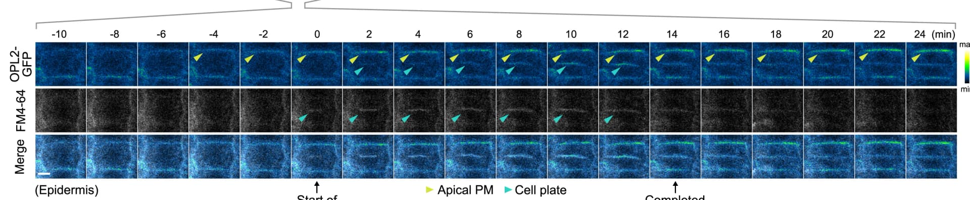 Open access visualization of Microscopy, OPL2-GFP, Cytokinesis, Cell Plate, FM4-64 Dye
