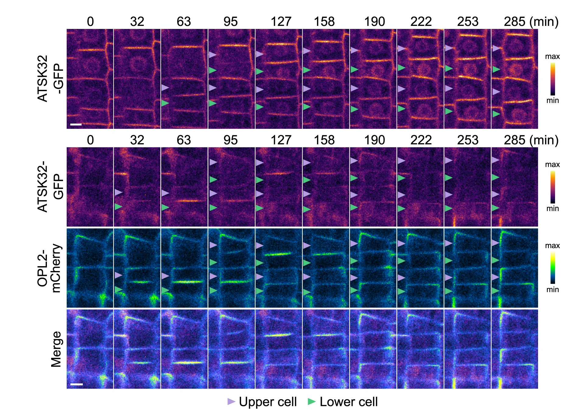 Open access visualization of Microscopy, Confocal Imaging, Roots, OPL2-mCherry, ATSK32-GFP
