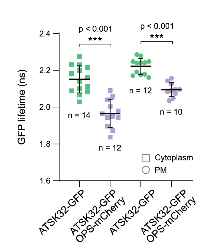 Open access visualization of Scatter Plot, Error Bars, FRET-FLIM, ATSK32-GFP, OPS-mCherry