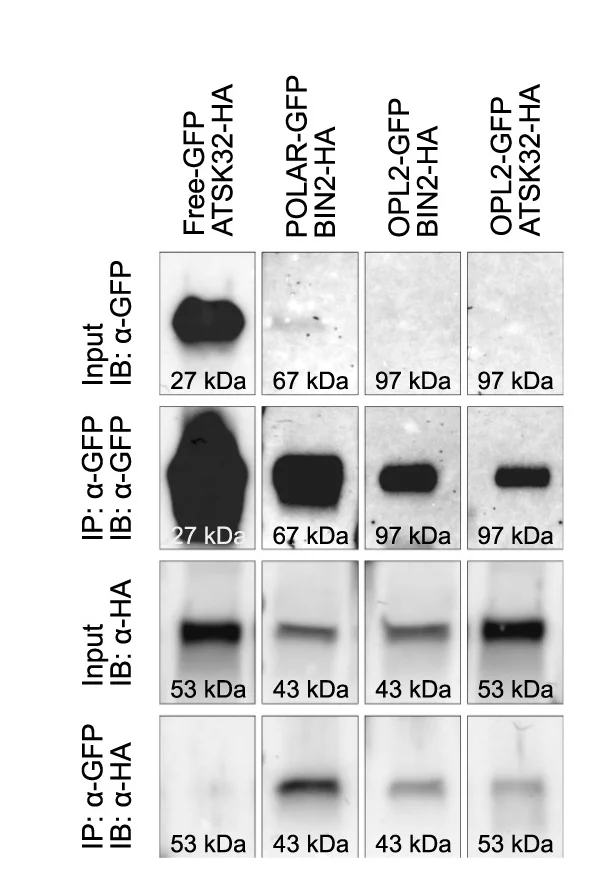 Open access visualization of Gel, ATSK32, BIN2, OPL2, Co-immunoprecipitation