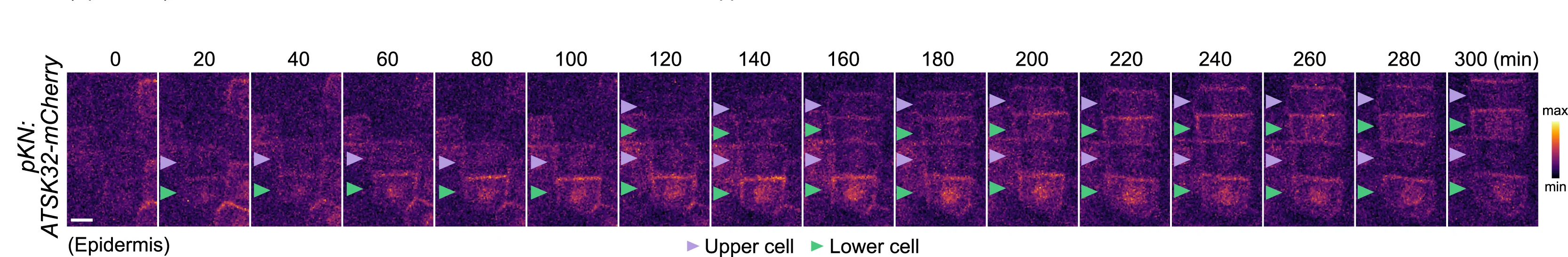 Open access visualization of Microscopy, Confocal Imaging, ATSK32-mCherry, KN Promoter, Root Epidermal Cells
