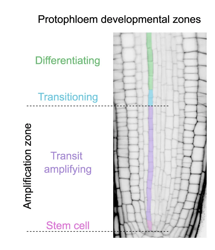 Open access visualization of Microscopy, Protophloem, Developmental Zones, Arabidopsis, Root Meristem
