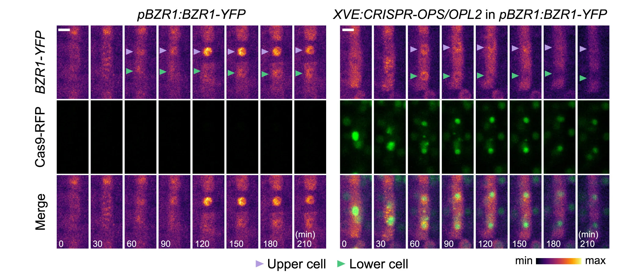 Open access visualization of Microscopy, BZR1-YFP, Localization Dynamics, Protophloem Cells, CRISPR