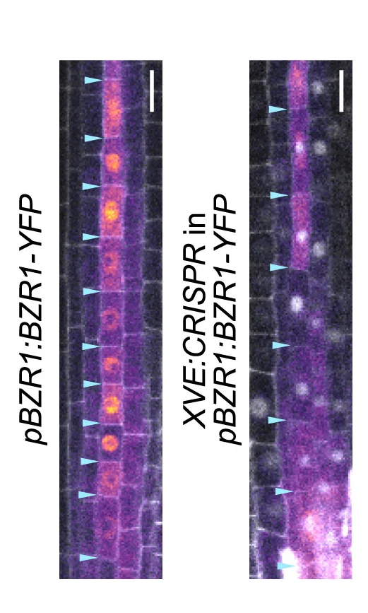 Open access visualization of Microscopy, Protophloem Cells, BZR1-YFP, CRISPR, Estradiol