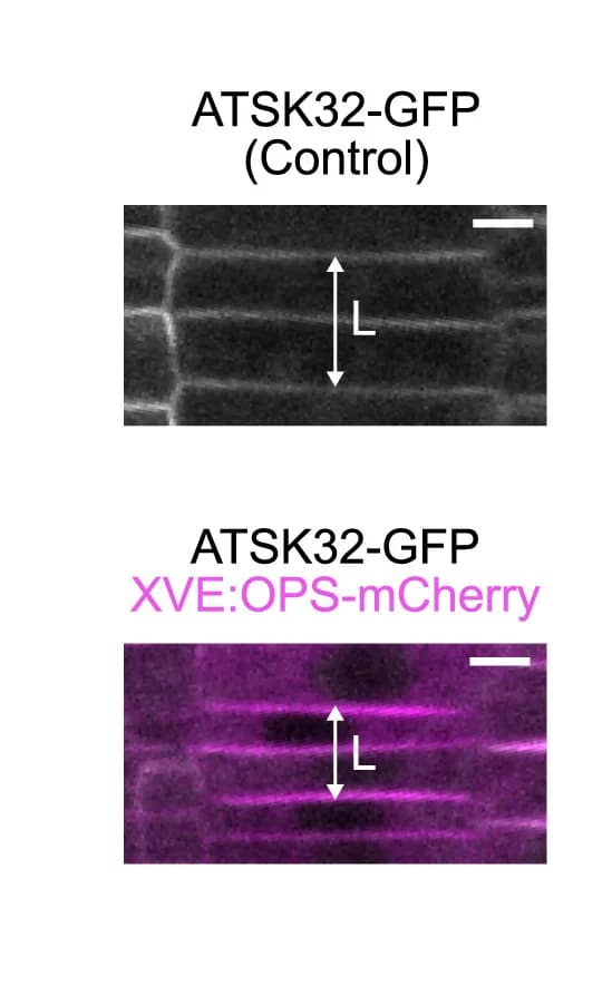Open access visualization of Microscopy, Cortical Cell Pair, Cell Division