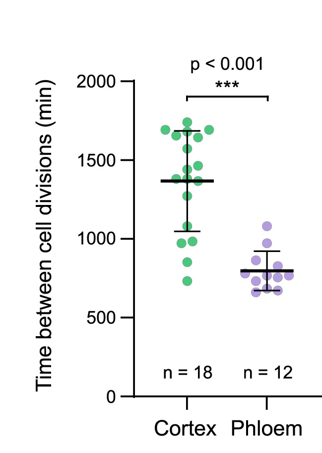 Open access visualization of Scatter Plot, Error Bars, Cell Cycle Duration, Cortical Cells, Protophloem Cells