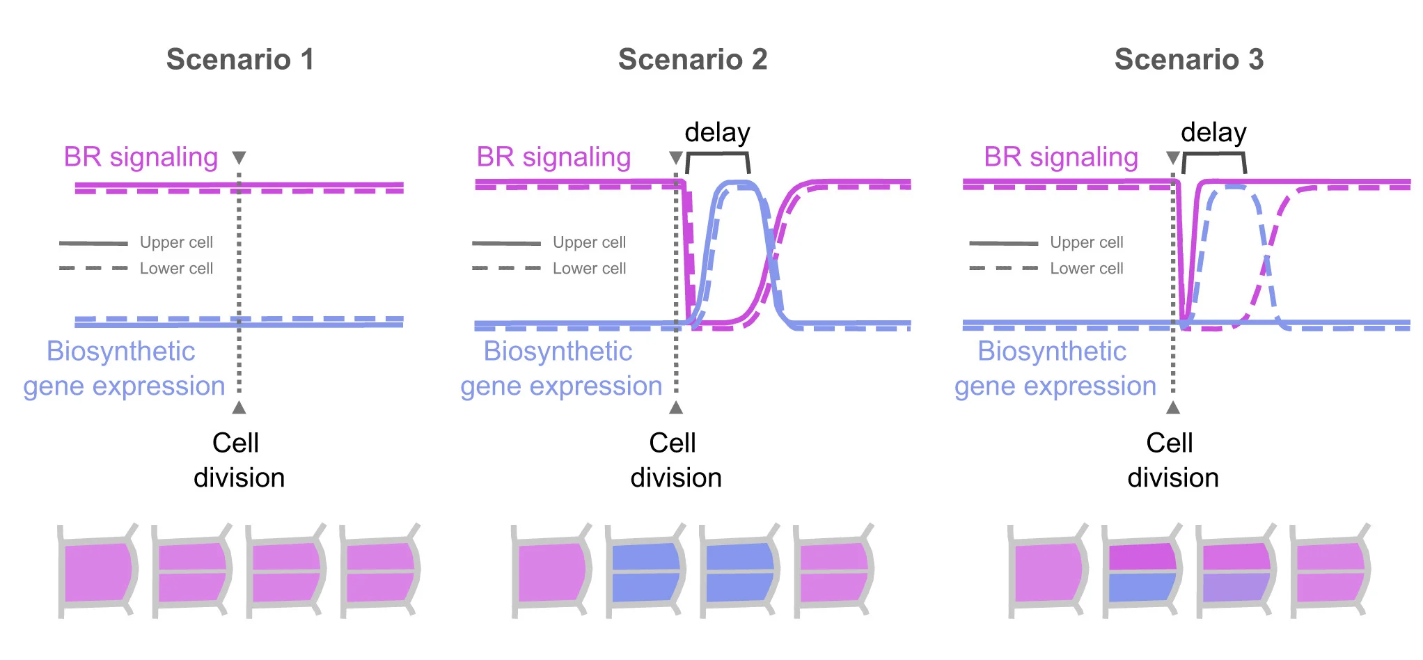 Open access visualization of Line Plot, Illustration, Computational Model, Arabidopsis Root, Brassinosteroid Signaling