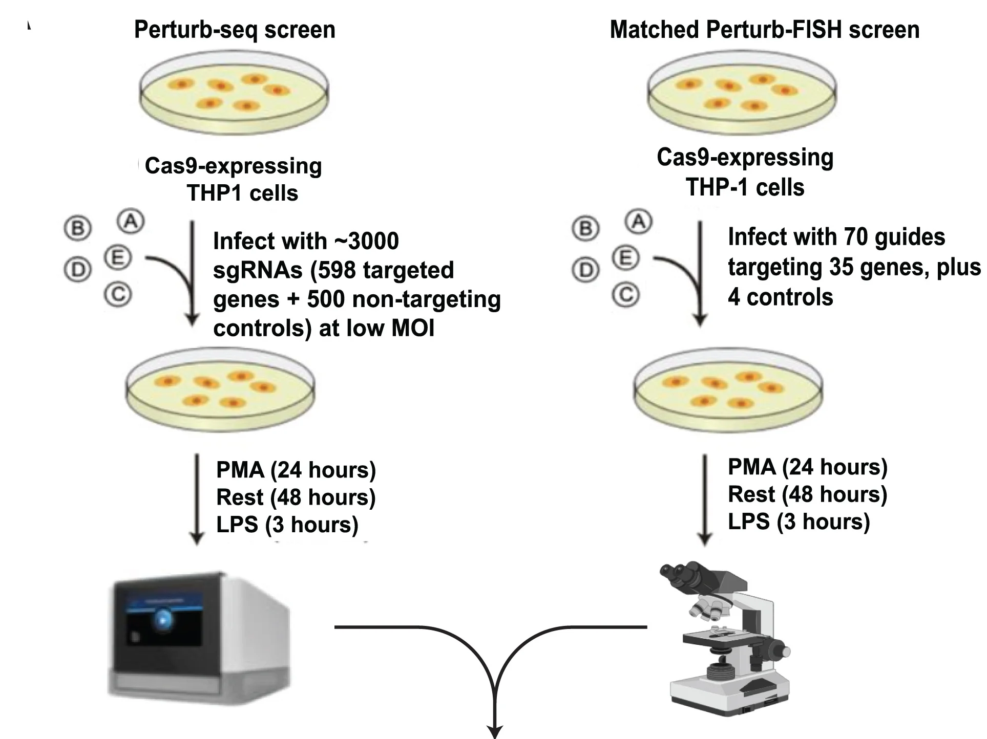 Open access visualization of Workflow, Flowchart, Perturb-seq, Perturb-FISH, Genetic Regulators