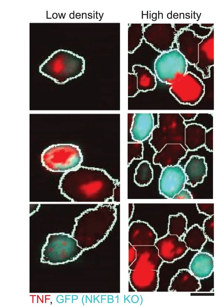 Open access visualization of Microscopy, RNAscope Images, TNF Transcripts, NFKB1KO Cells, Unperturbed Cells