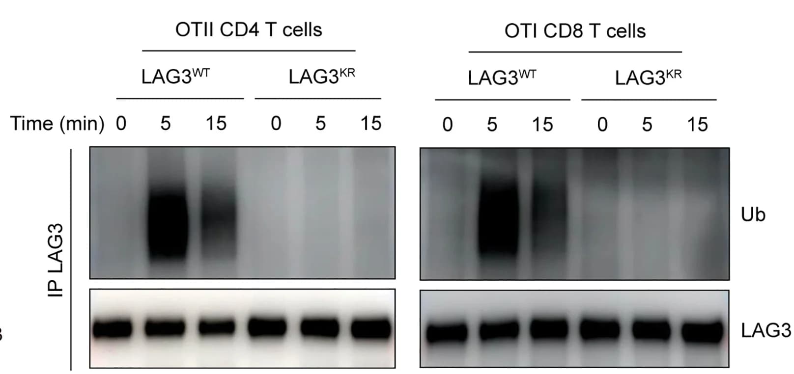 Open access visualization of Gel, Ubiquitination, LAG3, Primary T Cells, CD4 T Cells