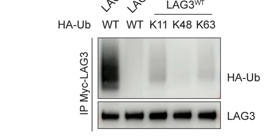 Open access visualization of Gel, LAG3, PolyUb Linkage, Jurkat T Cells, Ub Mutants