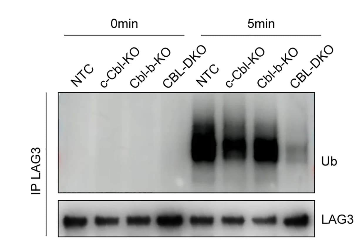 Open access visualization of Gel, LAG3 Ubiquitination, Human T Cells