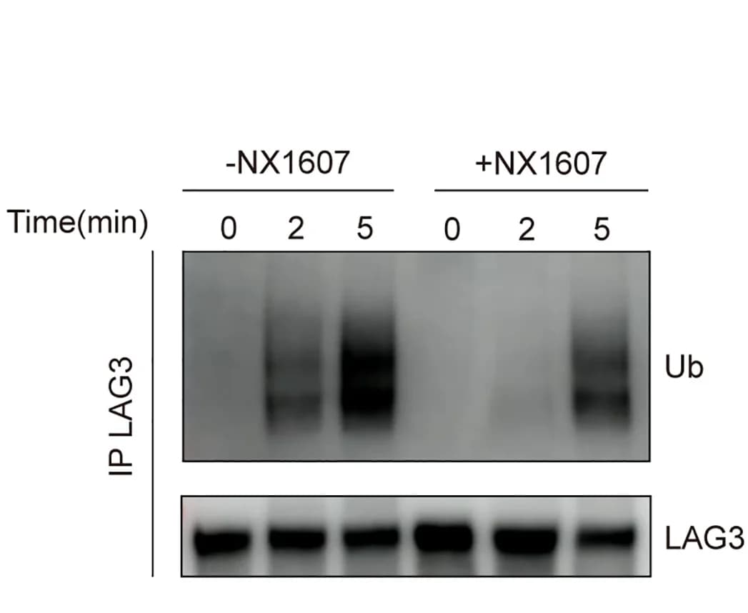 Open access visualization of Gel, LAG3 Ubiquitination, Human T Cells, Cbl Inhibitor, NX1607