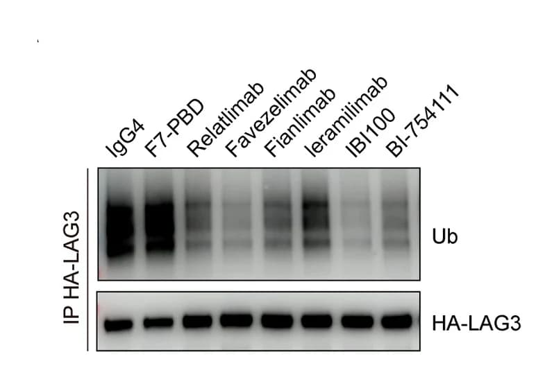 Open access visualization of Gel, LAG3, Antibodies, Ubiquitination