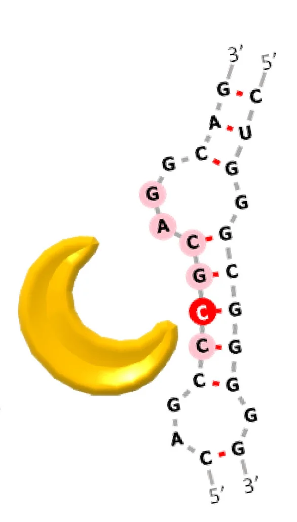 Open access visualization of Protein Structure, Chemical Structure, INS3 UTR, mRNA, Secondary Structure