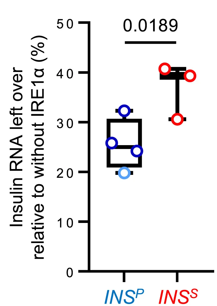 Open access visualization of Box Plot, Scatter Plot, Insulin mRNA, In vitro Cleavage, IRE1α