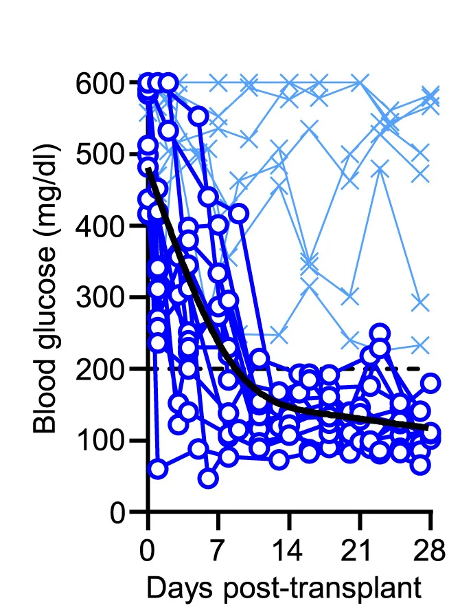 Open access visualization of Line Plot, Blood Glucose Levels, Diabetic Mice, Human Islets, Protective INS Variant