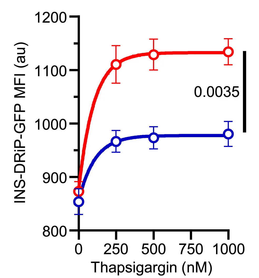 Open access visualization of Line Plot, Error Bars, INS-DRiP-GFP+ Population, Protective INS Variant, Susceptible INS Variant