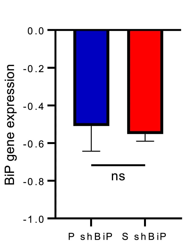 Open access visualization of Bar Plot, Error Bars, Gene Expression, BiP