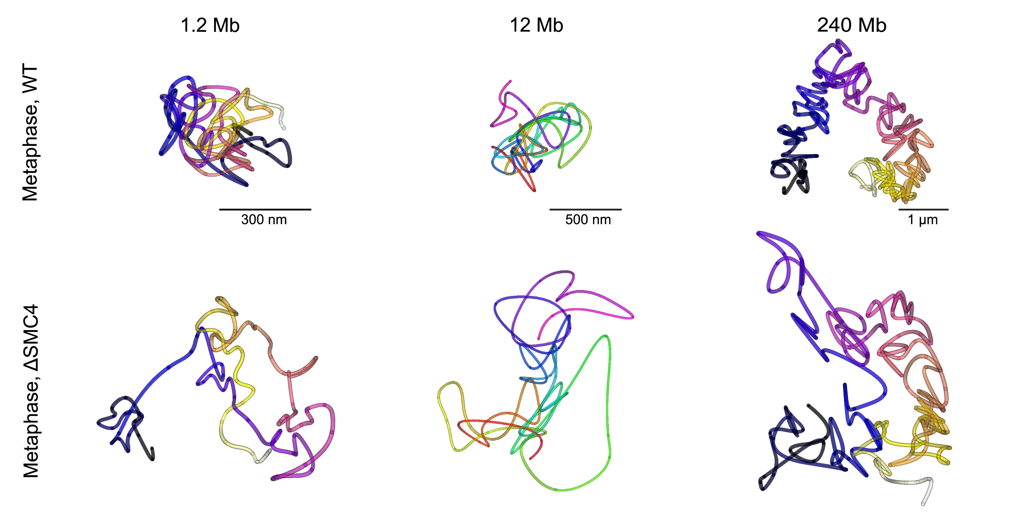 Open access visualization of Line Plot, 3D DNA Traces, Wild-Type Cells, ΔSMC4 Cells, Metaphase