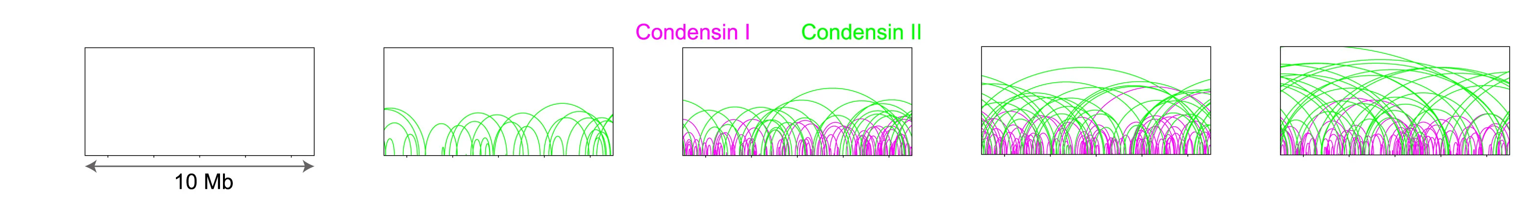Open access visualization of Network, Condensin I, Condensin II, Loop Lengths, Simulation