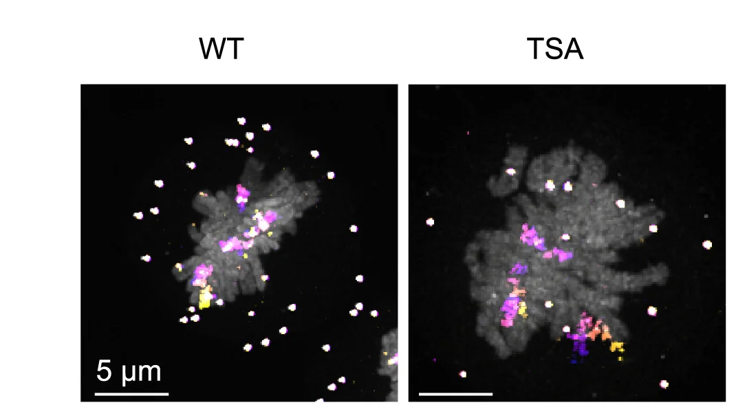 Open access visualization of Microscopy, HeLa Kyoto Cells, TSA Treatment, Mitotic Entry, Metaphase Chromatin