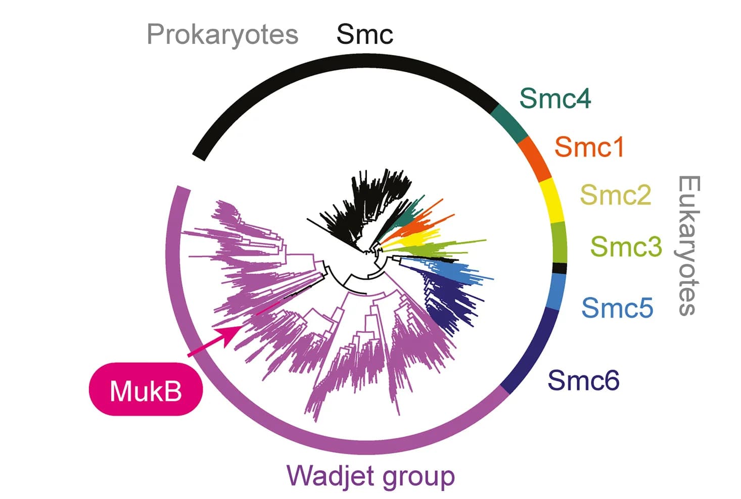 Open access visualization of Network, Pathway, Phylogenetic Tree, SMC Proteins, Head Region