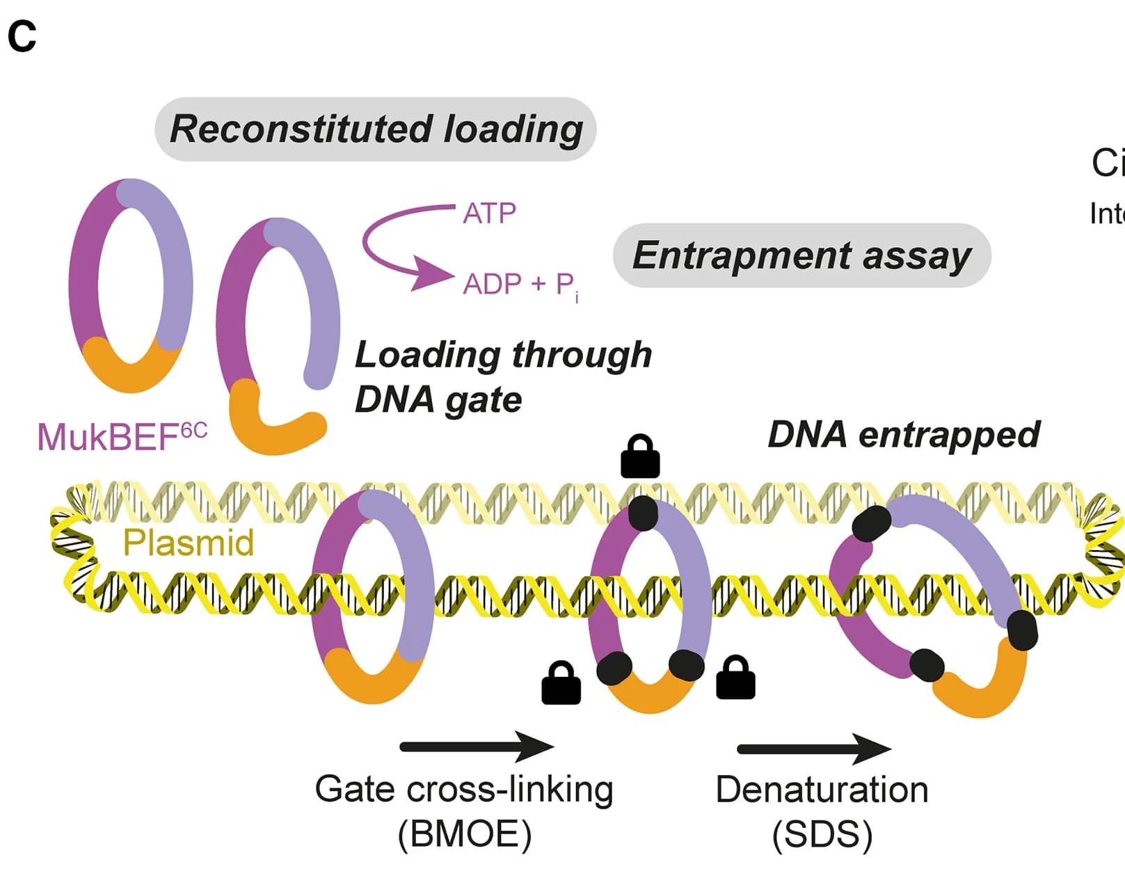 Open access visualization of Workflow, Illustration, BMOE Crosslinking, P. Thracensis, MukBEF6C