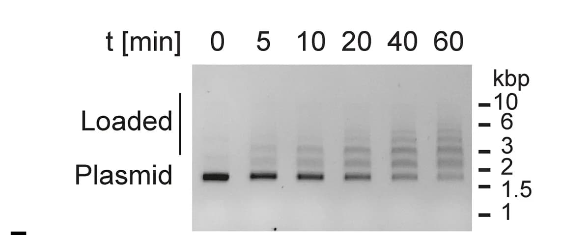 Open access visualization of Gel, Loading Time Course, MukBEF6C, Supercoiled DNA, ATP