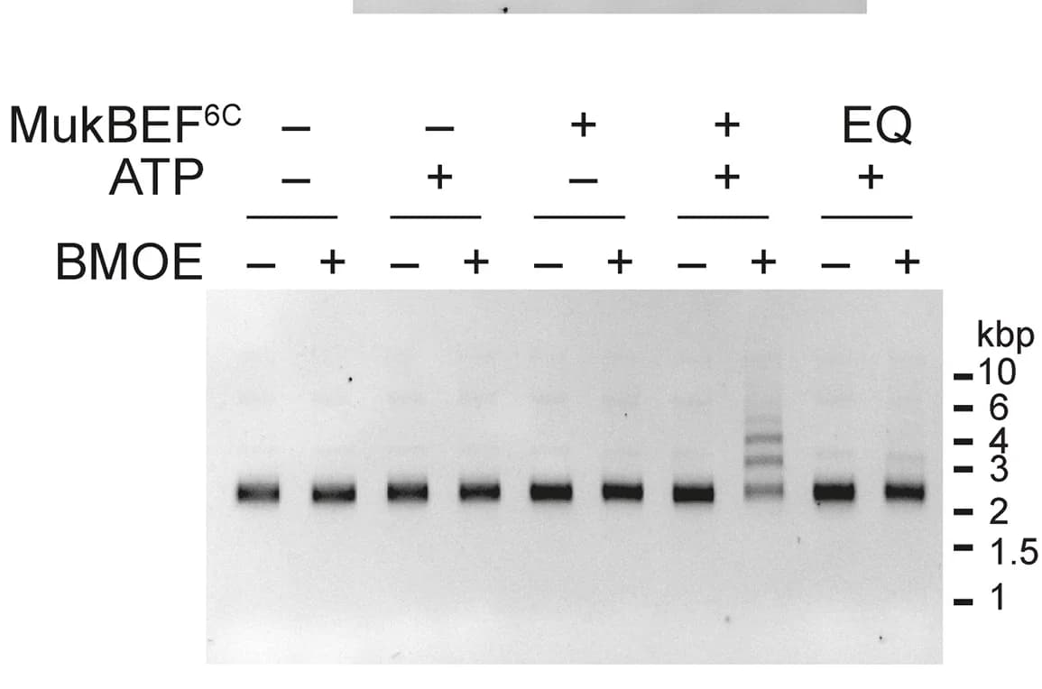 Open access visualization of Gel, Loading Reaction, ATP, MukBEF6C, ATP-Hydrolysis-Deficient Mutant