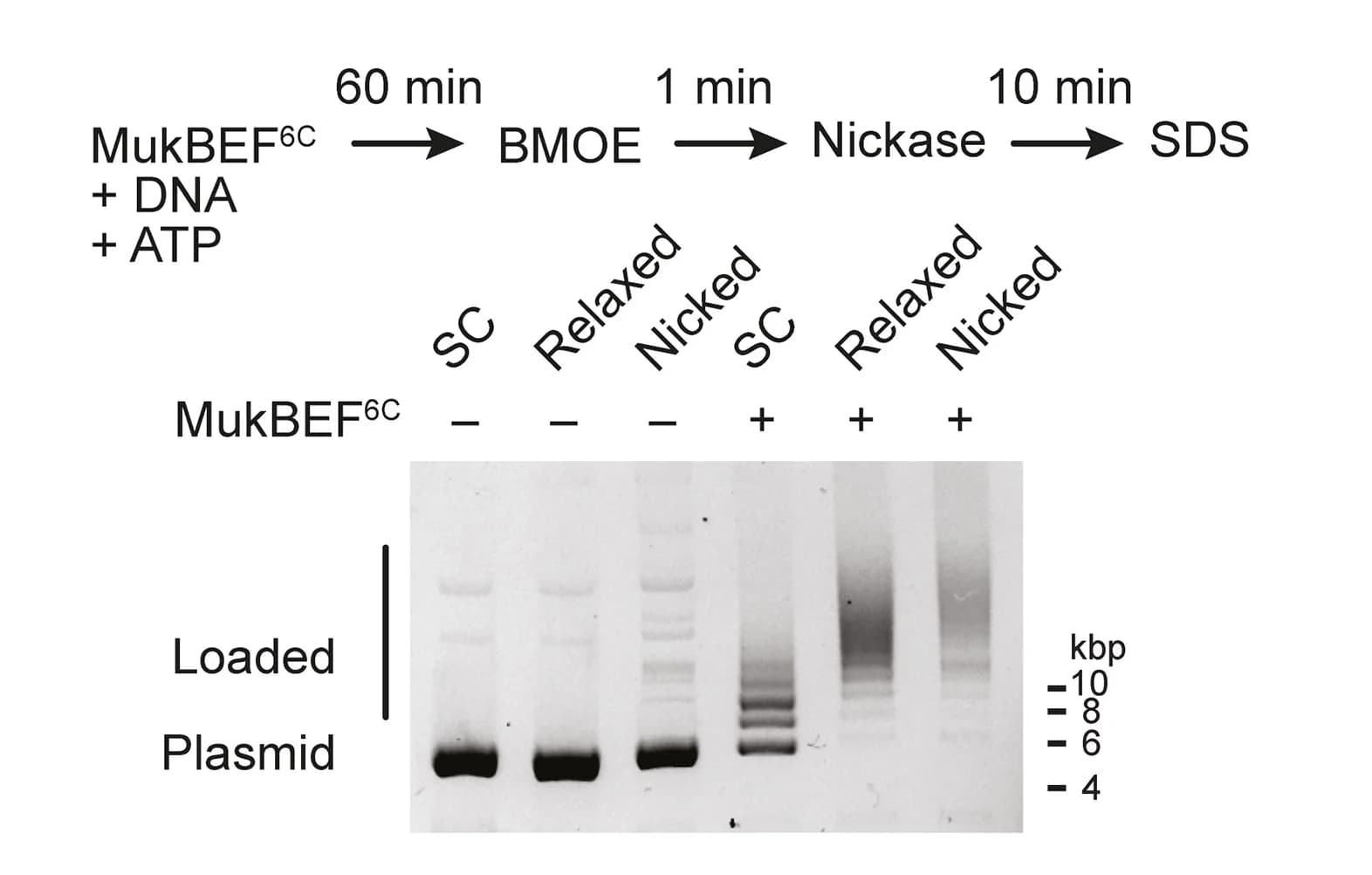Open access visualization of Gel, Workflow, Loading, Relaxed DNA, Topo I