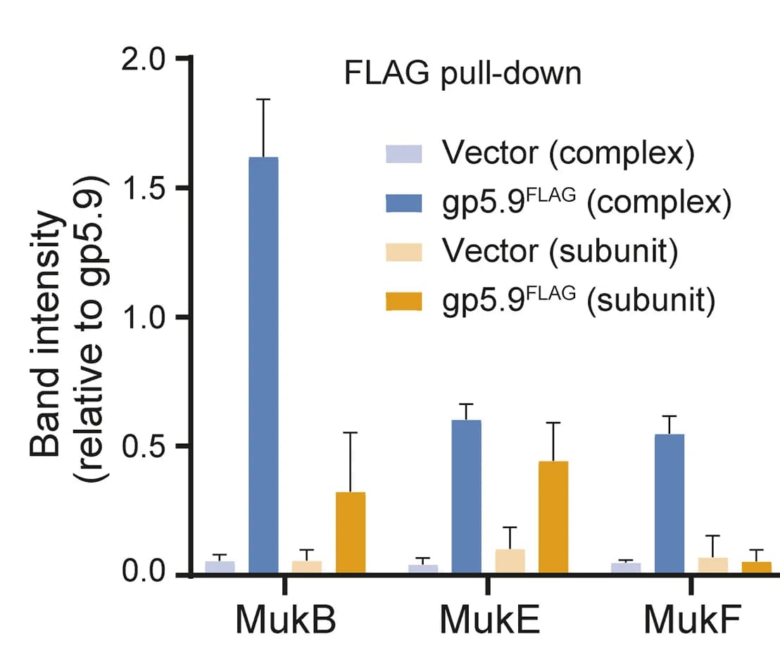 Open access visualization of Bar Plot, Error Bars, Pull-Down Quantification, MukB, MukE