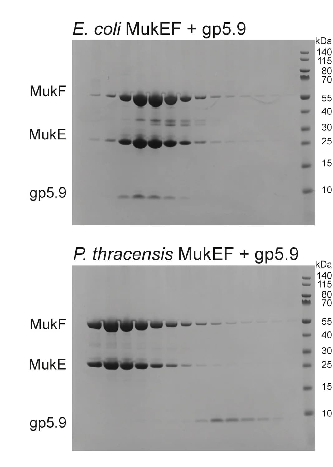 Open access visualization of Gel, SEC Analysis, gp5.9, E. Coli MukEF, P. Thracensis MukEF